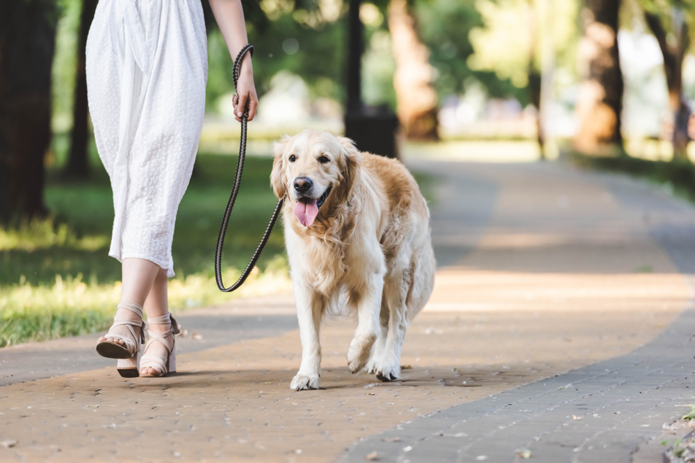 Dog walking service