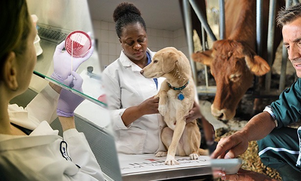 Pet Medical Administration