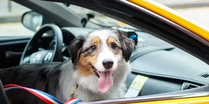 Pet Taxi